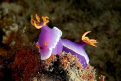 bullokii
location:derawan(east borneo indonesia) by Ali Handisanjaya 